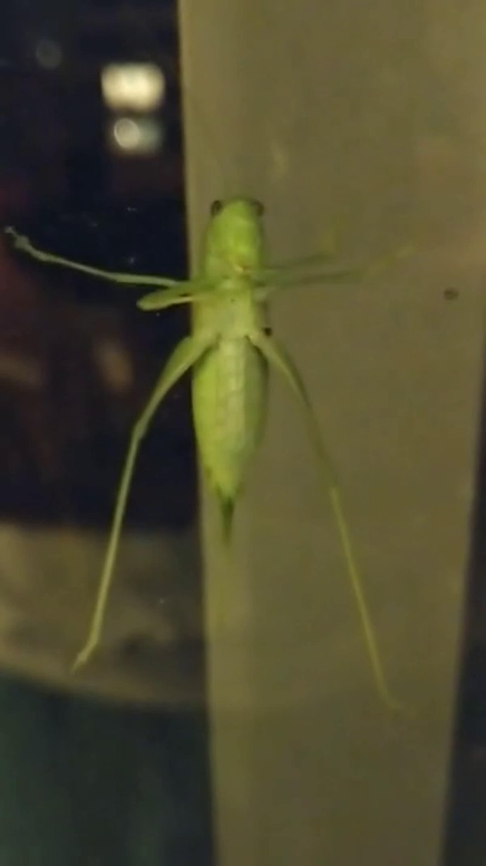 Прямокрылые Стрекозы