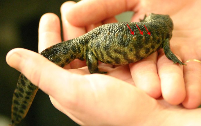 Морда кузнечика