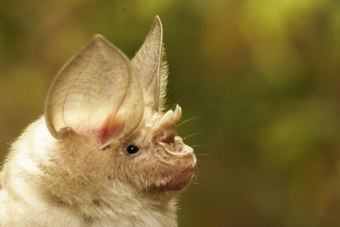 Жук богомол