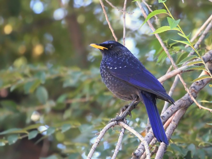 Лиловый Дрозд (Myophonus caeruleus)