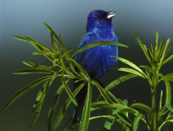 Passerina cyanea