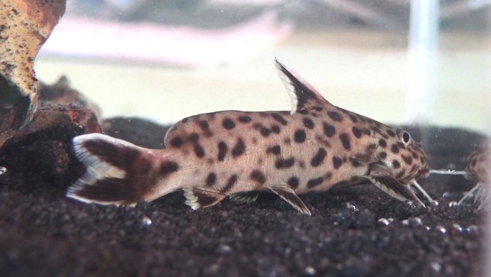 Сомик синодонтис леопардовый