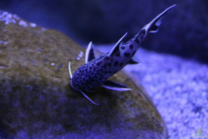 Синодонтис петрикола самец