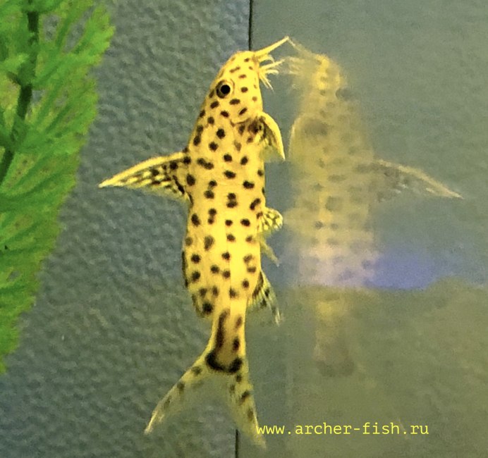 Синодонтис малавийский