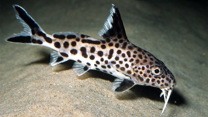 Синодонтис многопятнистый (Synodontis multipunctatus)
