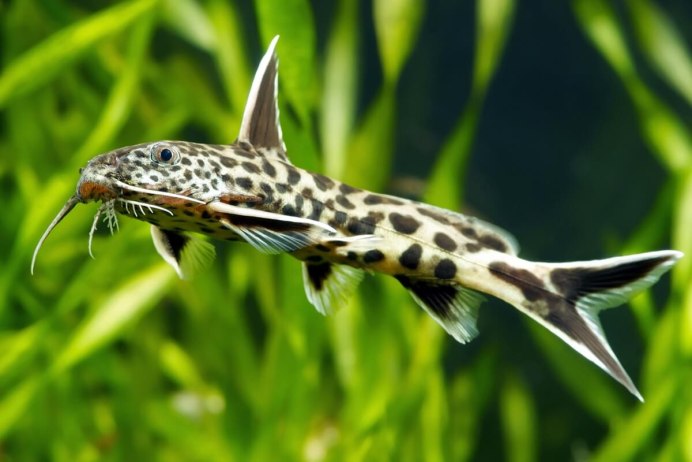 Синодонтис парчовый