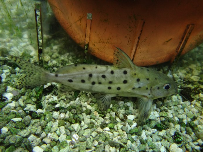 Ягуаровый сомик аквариумный