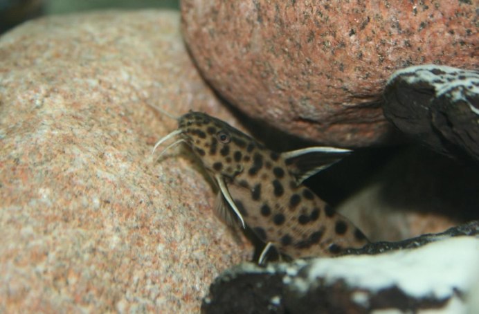 Сом синодонтис аквариумный