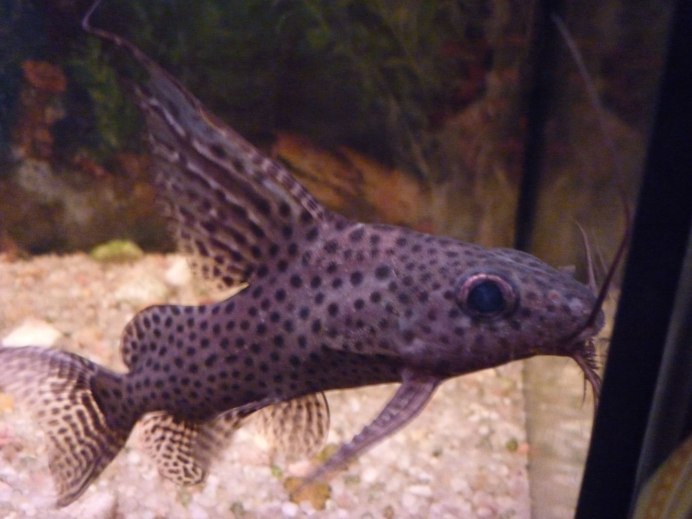 Синодонтис эуптерус (Synodontis eupterus)
