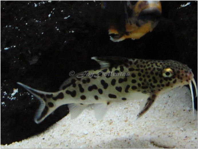 Синодонтис аквариумная рыбка