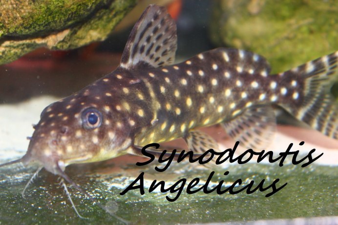 Сомик анциструс леопардовый