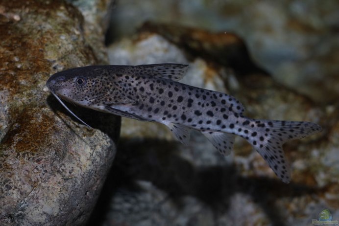 Синодонтис Далматин