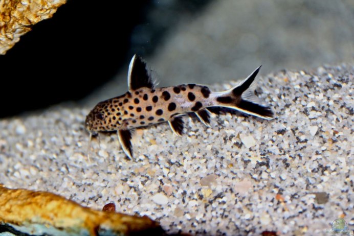 Синодонтис петрикола Synodontis petricola синодонтис петрикола