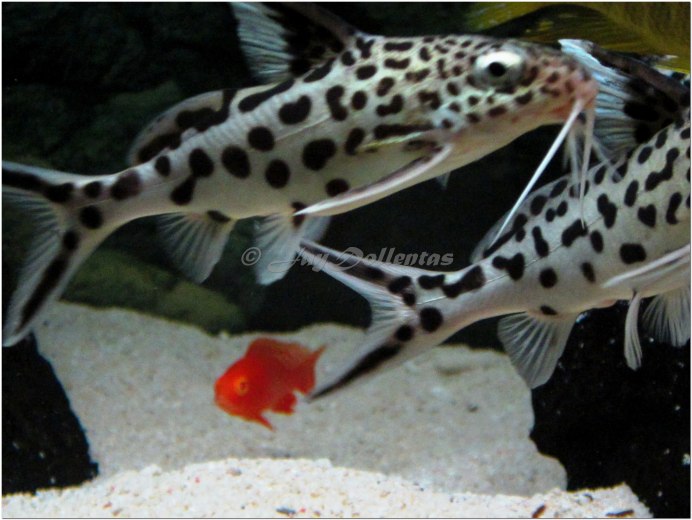 Сомик синодонтис полосатый