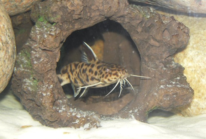 Синодонтис леопардовый