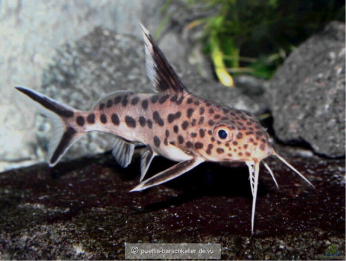 Синодонтис Далматин рыбка