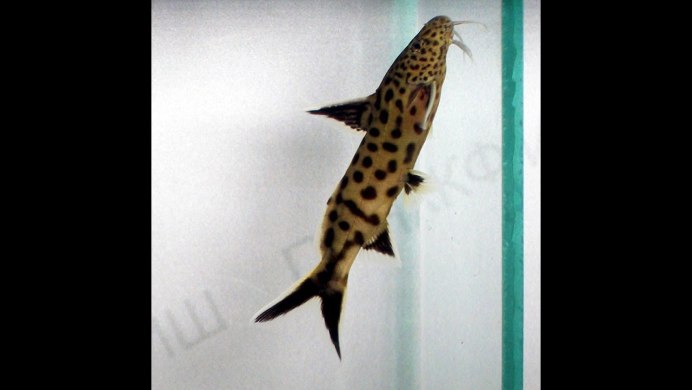 Рыбка синодонтис перевертыш