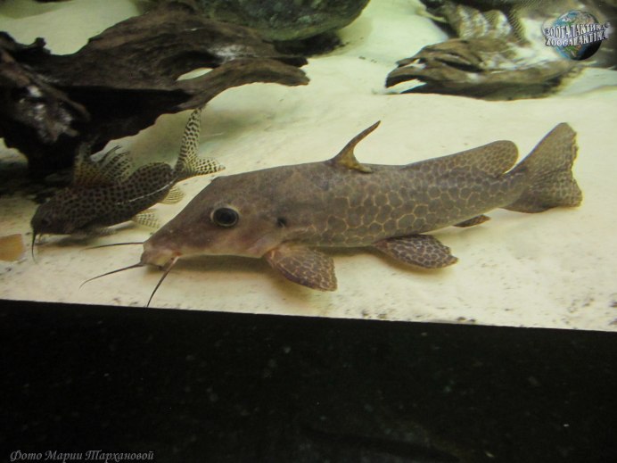 Сом синодонтис пол