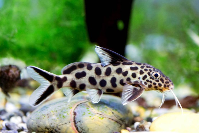 Синодонтис Арлекин Synodontis Pleurops