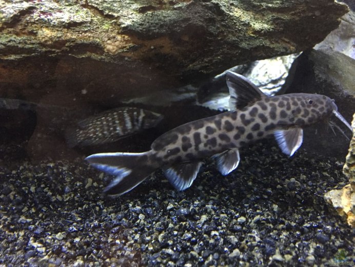 Сом синодонтис Далматин