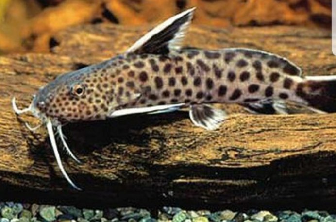 Чернобрюхий перистоусый сомик