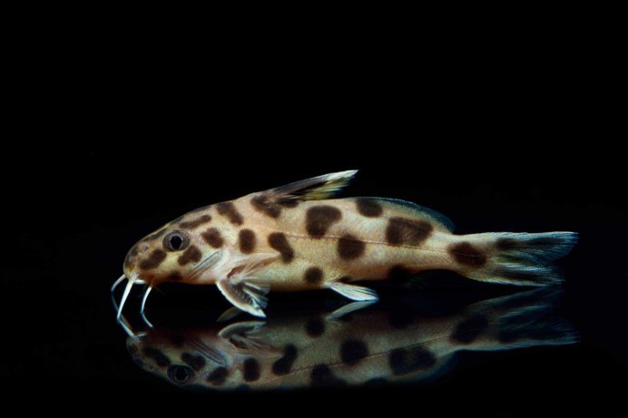 Синодонтис Далматин