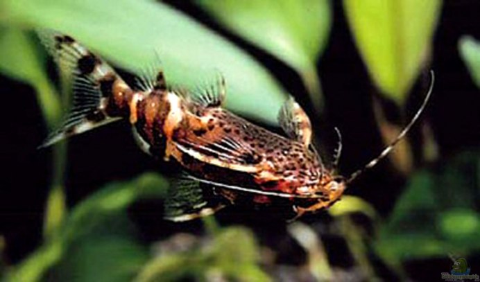 Синодонтис нигривентрис