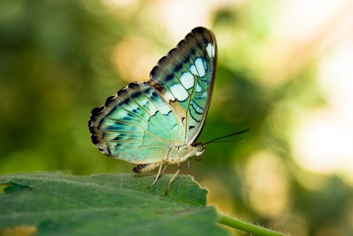 COLIAS hyale
