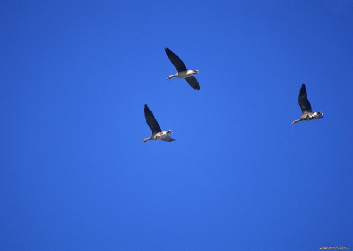 Три птицы летят