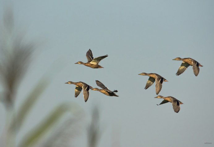 Дикие утки улетают на Юг