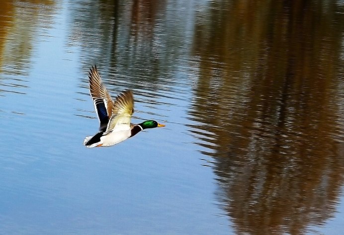 Утки над озером