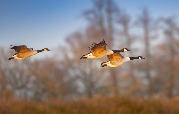 Утки улетают на Юг