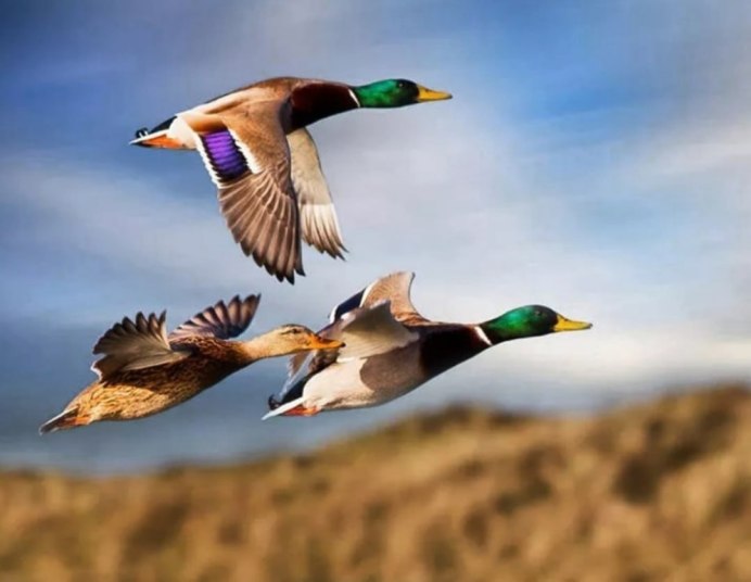 Утка кряква улетает на Юг