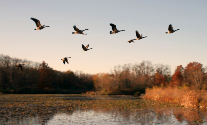 Перелётные птицы журавлиный Клин
