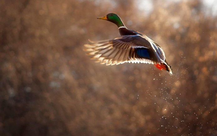 Утки в небе