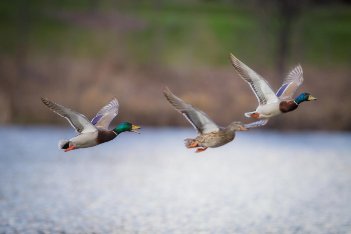 Утки в полете