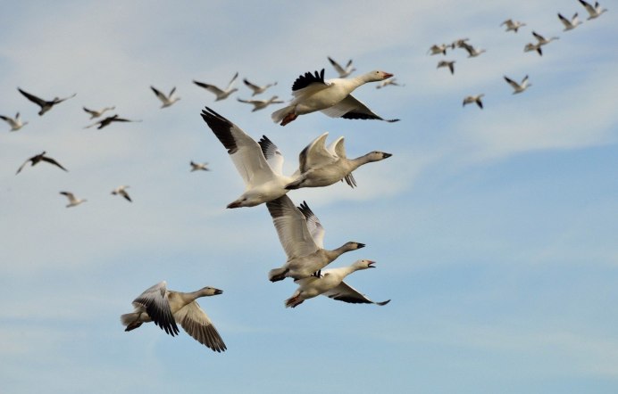 Стая птиц в полете