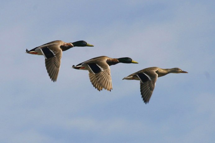 Дикие утки летят