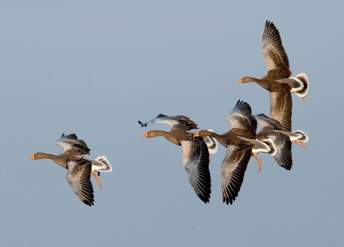 Серая утка в полете