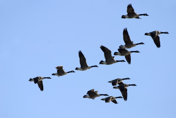 Перелетные птицы улетают