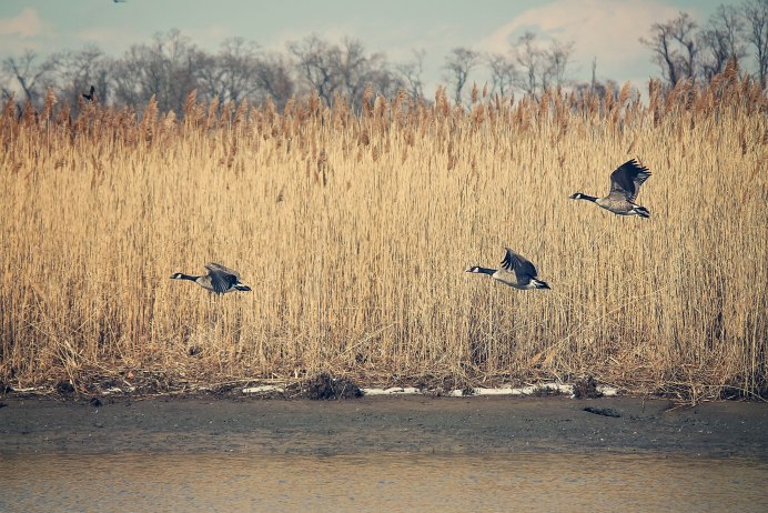 Дикие гуси перелетные птицы