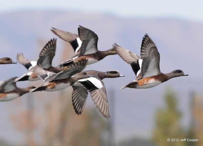 Перелетные птицы кряква