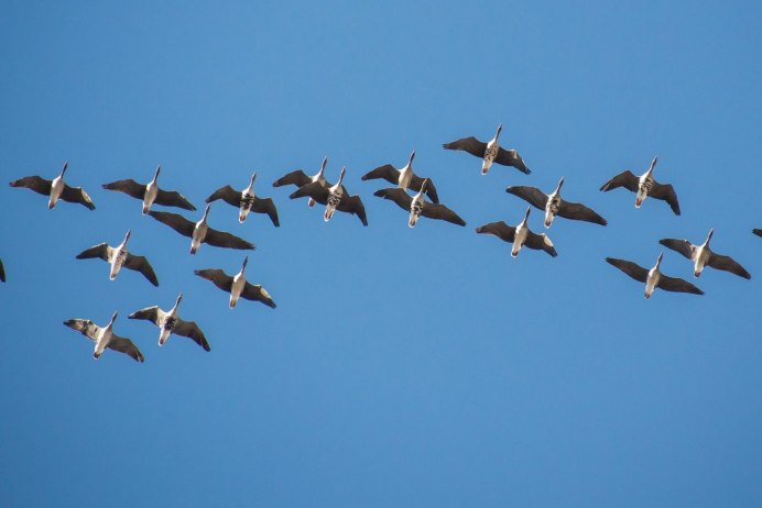 Перелетные утки Клин