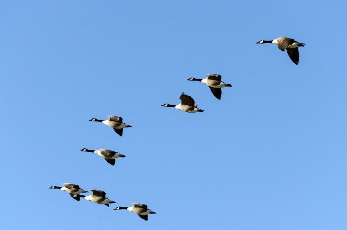 Стая уток в небе