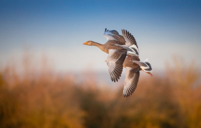Дикие гуси в полете