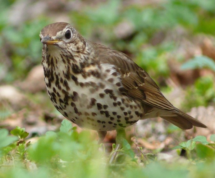 Турач Francolinus Francolinus
