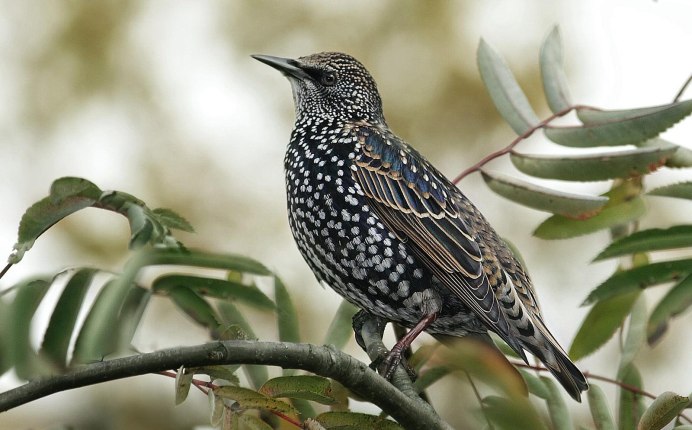 Дрозд-деряба (turdus viscivorus)