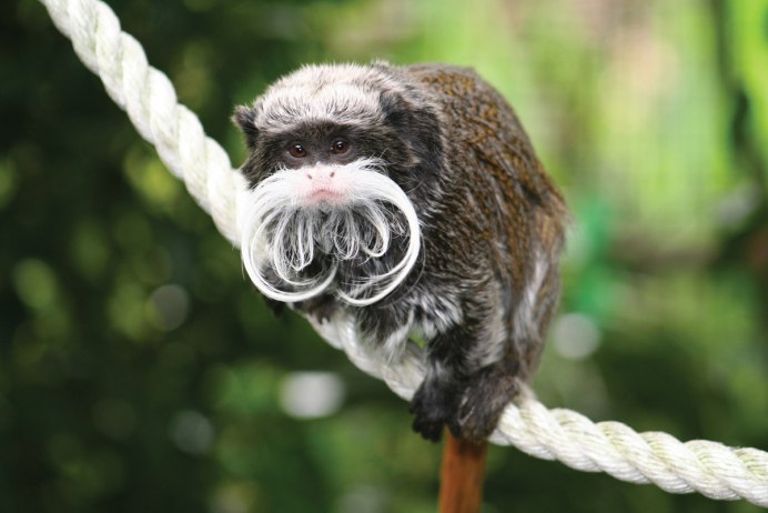Cercopithecus lhoesti