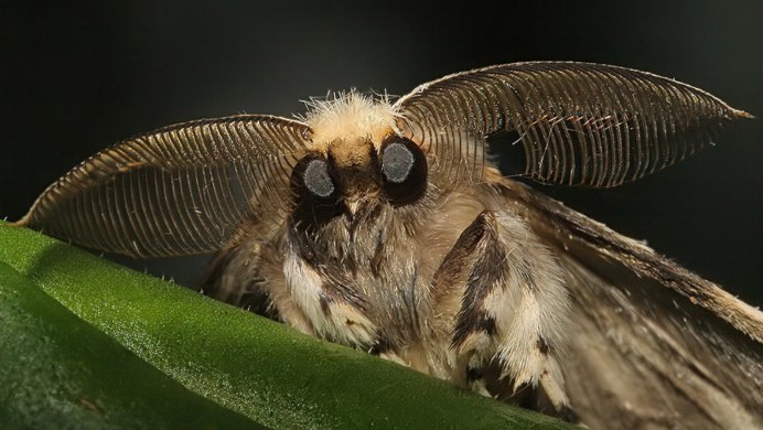 Biston betularia