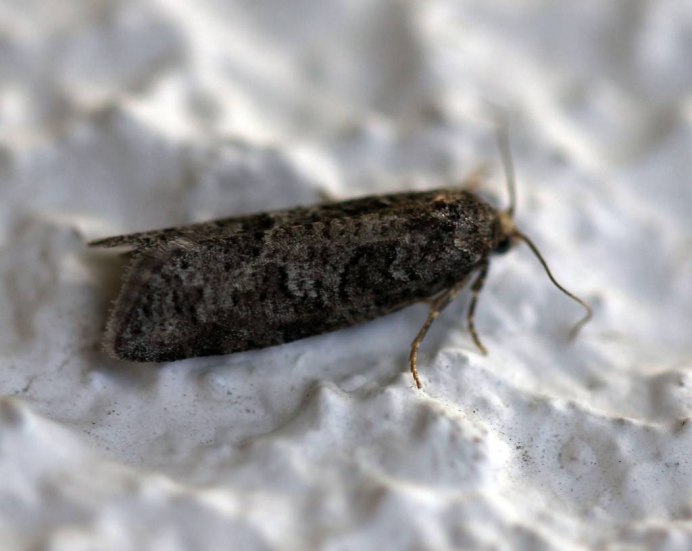 Agrius convolvuli